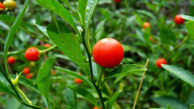 Ashwagandha Suplemento Moda