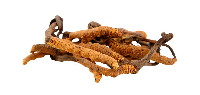 Cordyceps 9