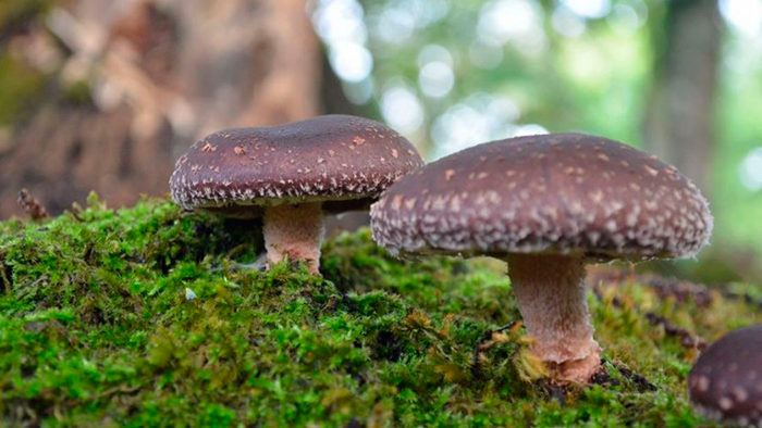 Cordyceps