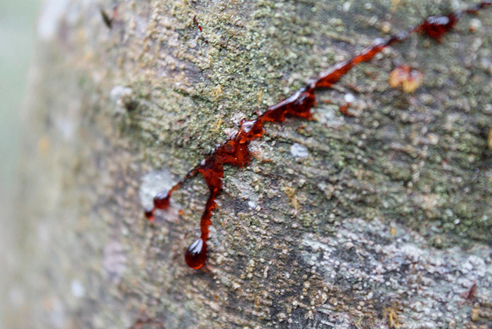 Dragon Blood Ingredient 1