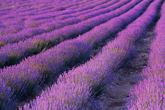 Aceites Esenciales Alérgenos Lavanda