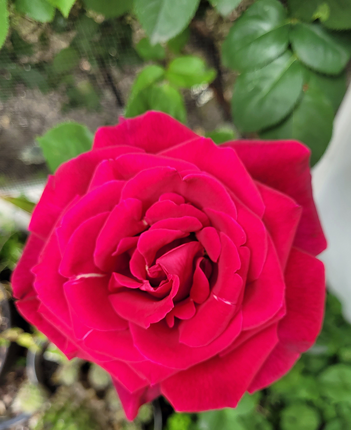 Rosa Roja Insectos Perfume Fauna