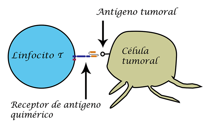 terapia células car-t cáncer de mama