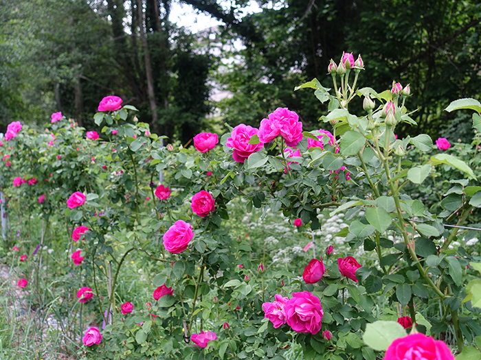 rosa narcea especie recuperada 