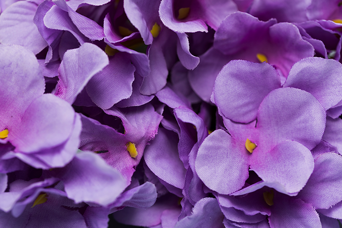 Violetas