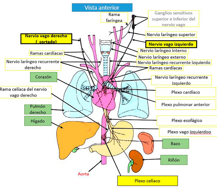 nervio-vago-2