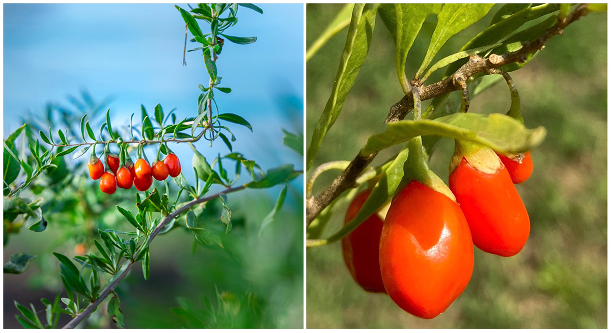 Bayas De Goji En El Valle Del Jerte