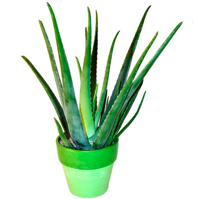 ALOE VERA MACETA