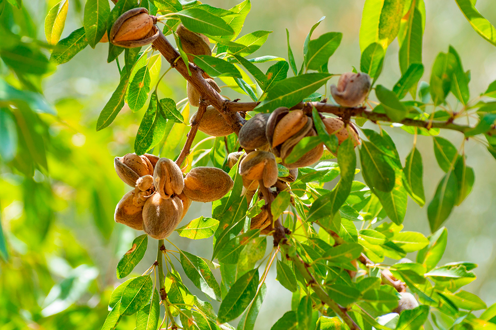 Almendras Frutas Dieta Mediterránea