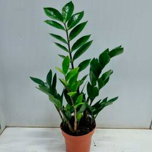PLANTAS INTERIOR RESISTENTES AL RIEGO