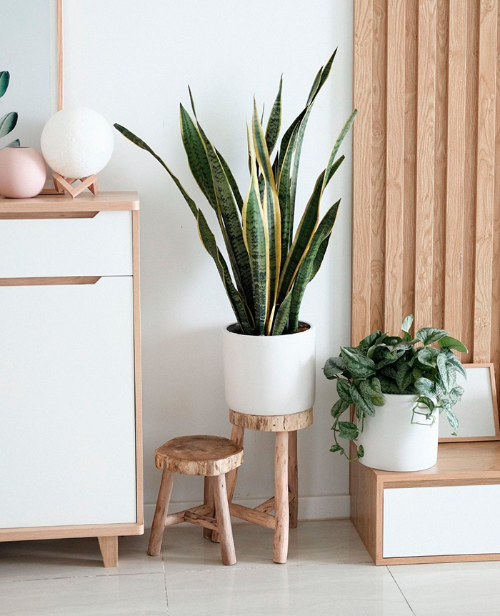 SANSEVIERA PLANTA INTERIOR POCO RIEGO