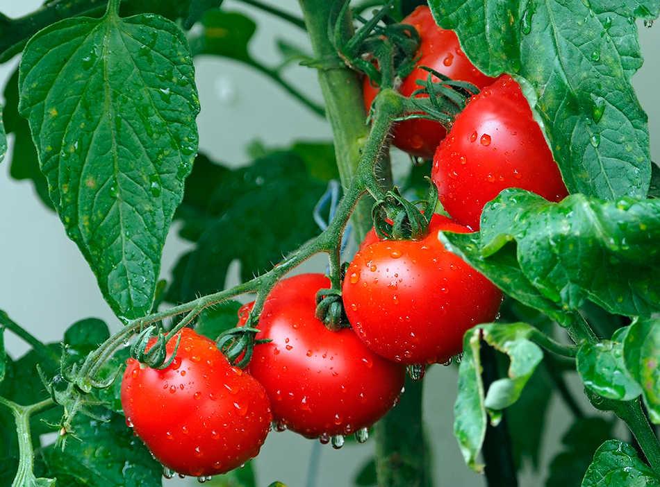 Tomates Beneficios Salud