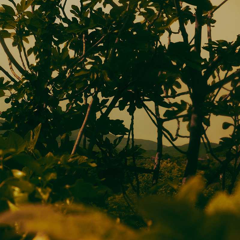 Aesop Virēre Perfume Fresco