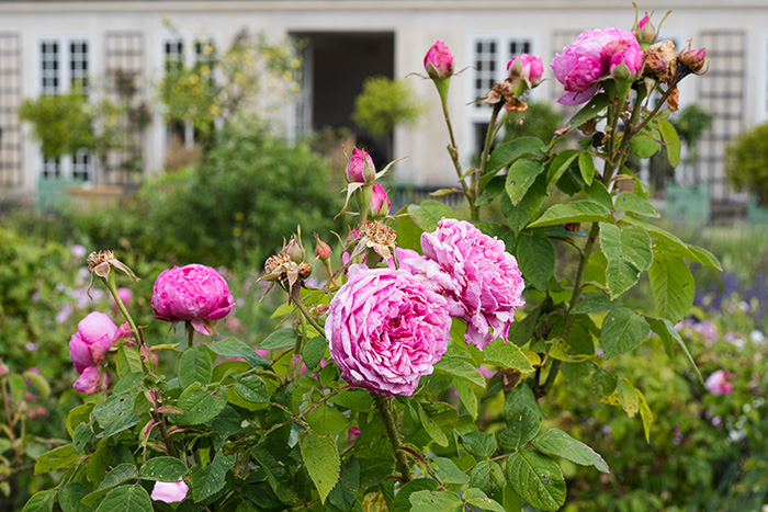 parterre-perfumes-2