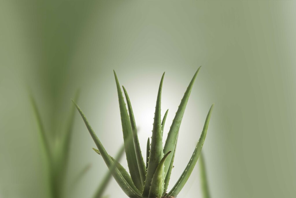 Aloe Vera de Canarias
