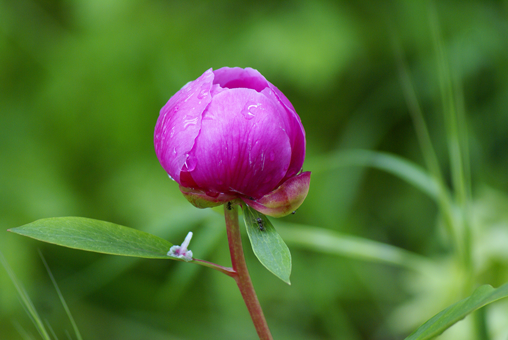 Peonia Te Mu El Peña