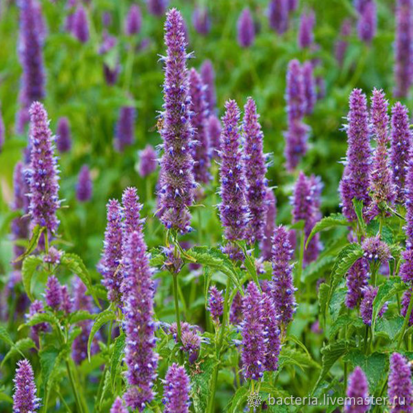 Flores De Pachuli