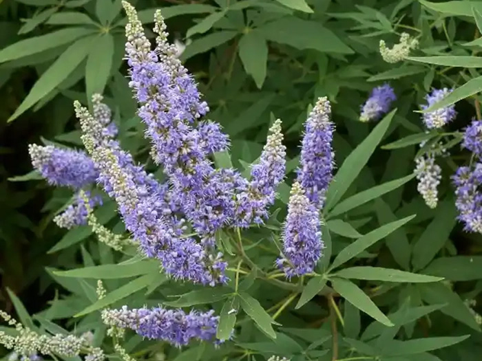 vitex-2