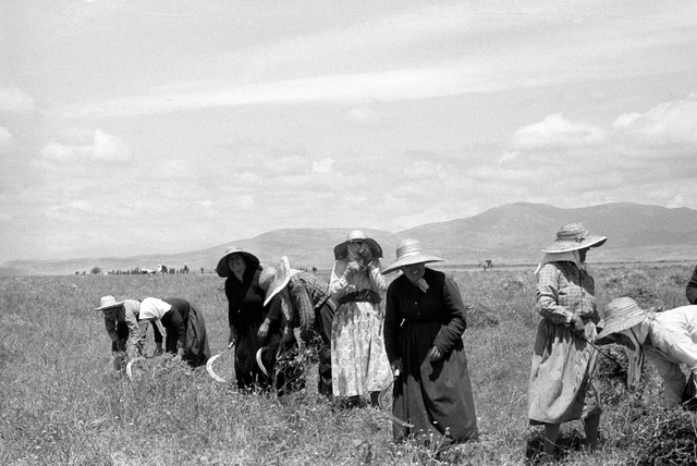 Segadores. Castella, 1963. ©Archivo Colita Fotografía
