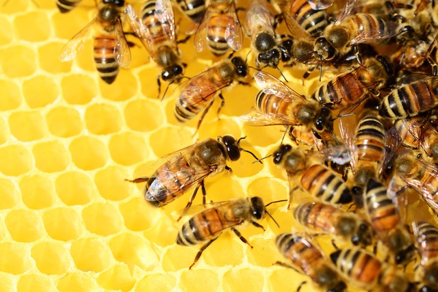 Abejas: Pollydot Bees Pixabay