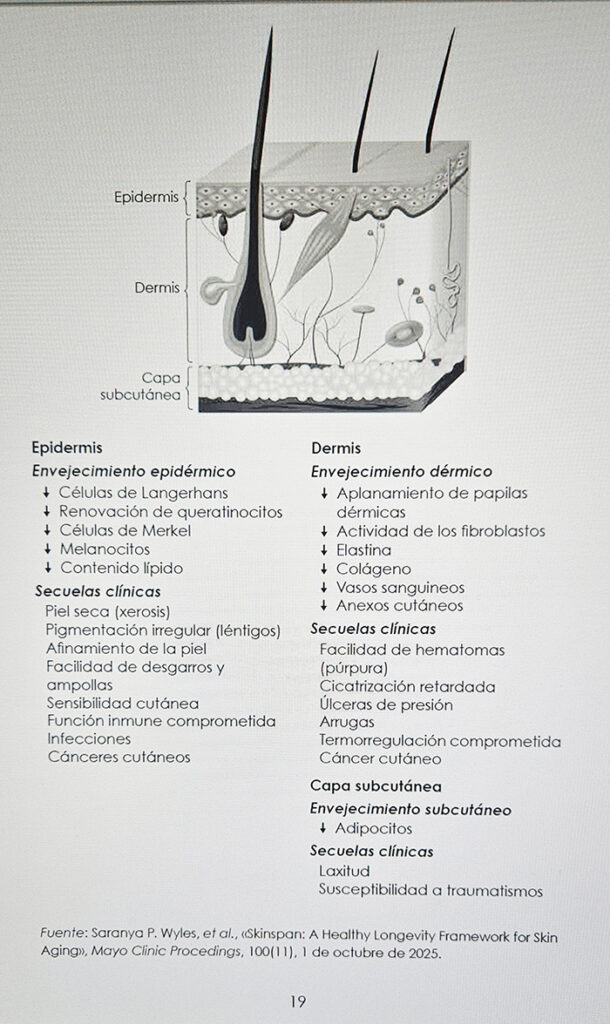 Corte De Piel Joven Y Envejecida Libro Longevidad Saludable Piel