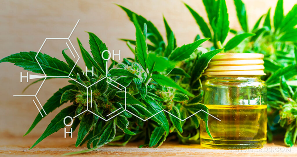 Cannabise CBD OIL BUEN PRECIO